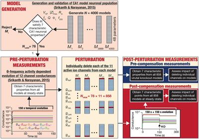 Heterogeneous off-target impact of ion-channel deletion on intrinsic properties of hippocampal model neurons that self-regulate calcium